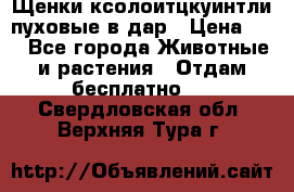 Щенки ксолоитцкуинтли пуховые в дар › Цена ­ 1 - Все города Животные и растения » Отдам бесплатно   . Свердловская обл.,Верхняя Тура г.